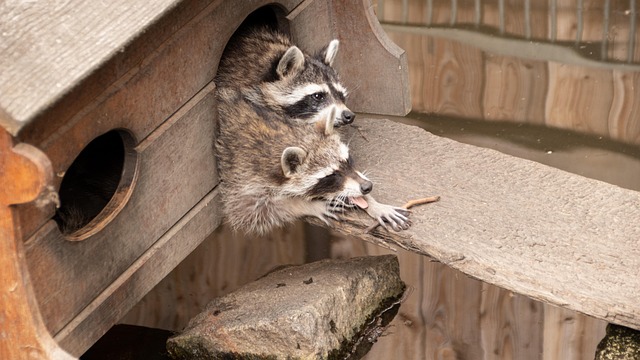 Free Raccoon Mammal photo and picture