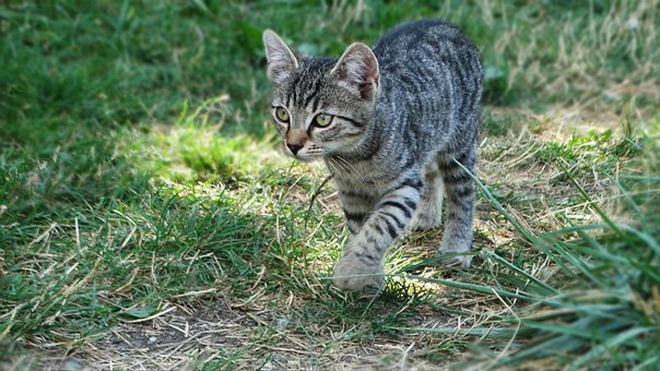 Kätzchen, Katze, Tier, Haustier