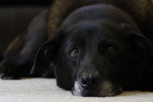 Labrador Retriever, Hund, Kæledyr, Dyr