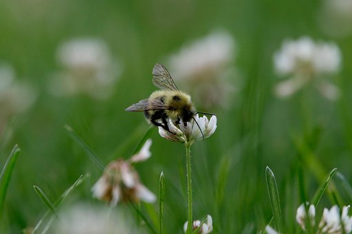 Humlebi, Insekt, Kløver, Blomst, Bi