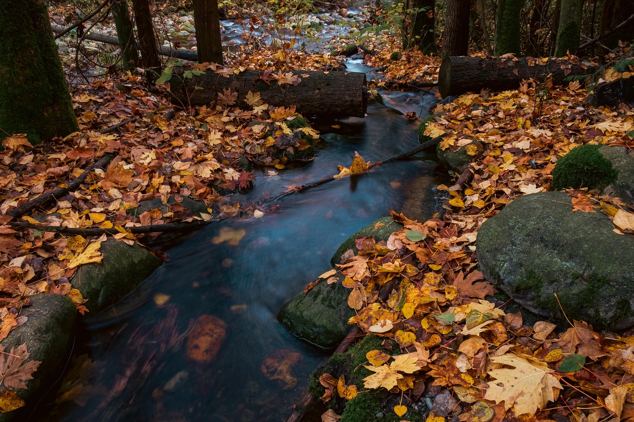 Nature Fall Stream - Free photo on Pixabay