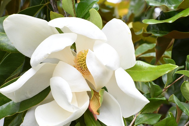 Tige de magnolia blanches 34''