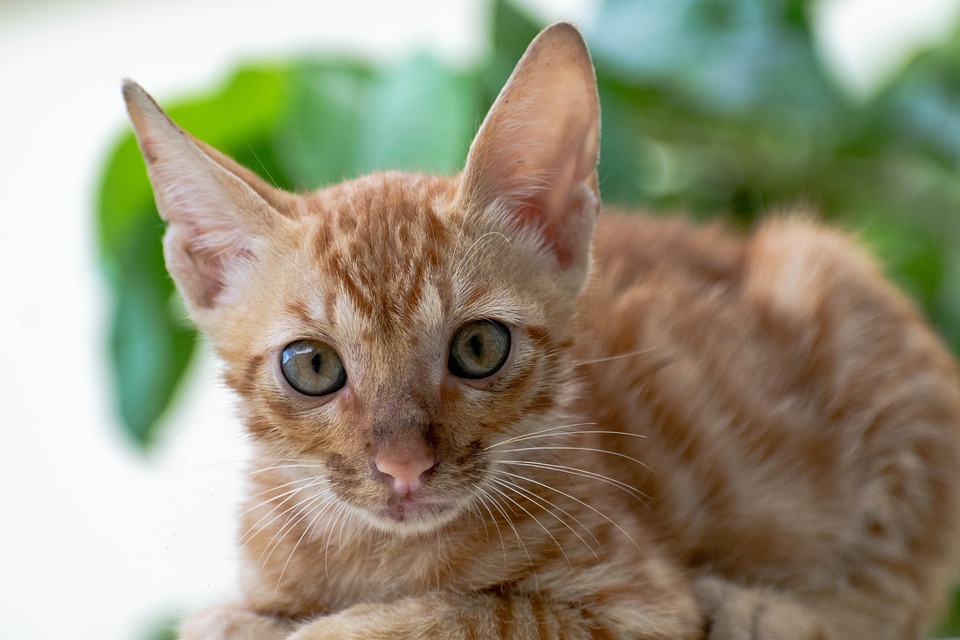 cat-7382896_960_720.jpg