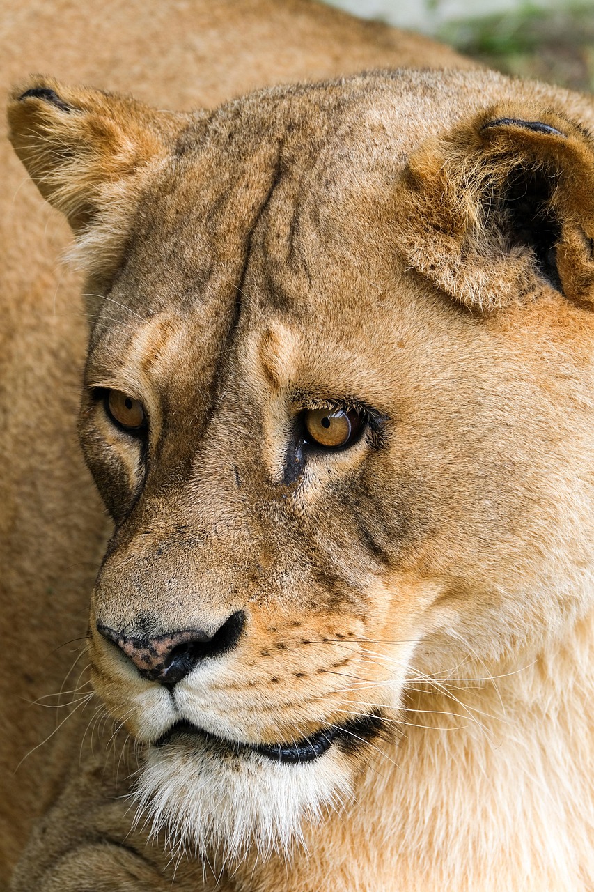 Lioness Animal Head Free Photo On Pixabay
