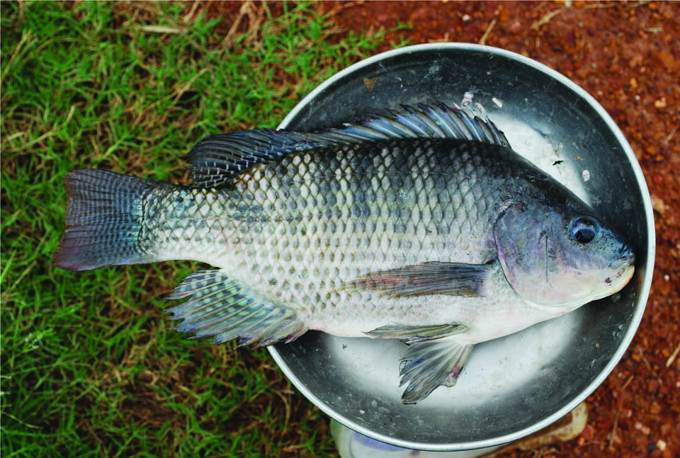 java tilapia -fotos und -bildmaterial in hoher... Tilapia Fische - Kostenloses Foto auf Pixabay - Pixabay