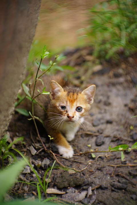 kitten-7383368_960_720.jpg
