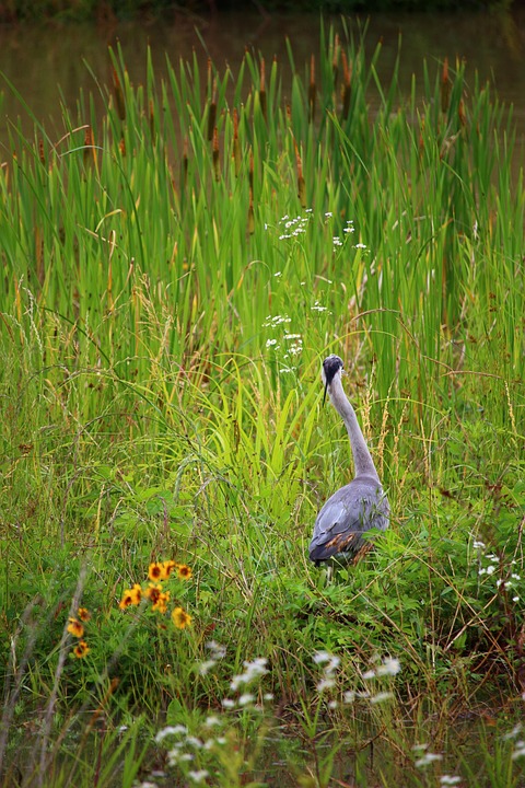 common-heron-7383382_960_720.jpg