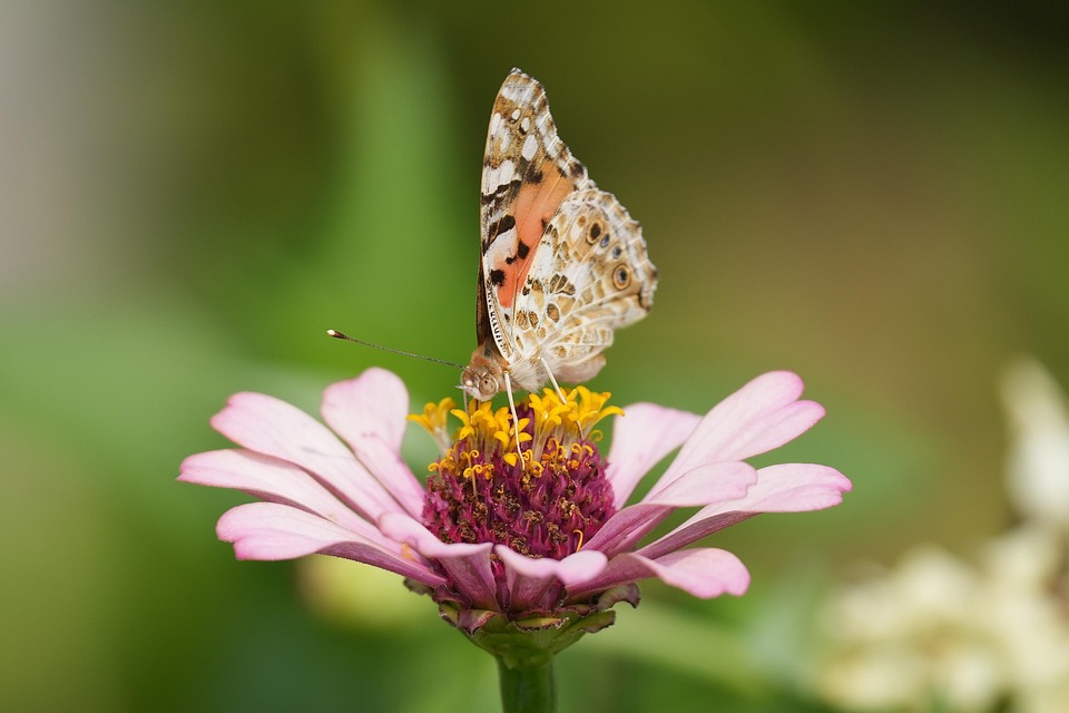 painted-lady-7383683_960_720.jpg