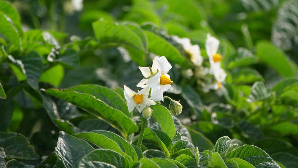 Fleurs De Pomme Terre Potager - Photo gratuite sur Pixabay