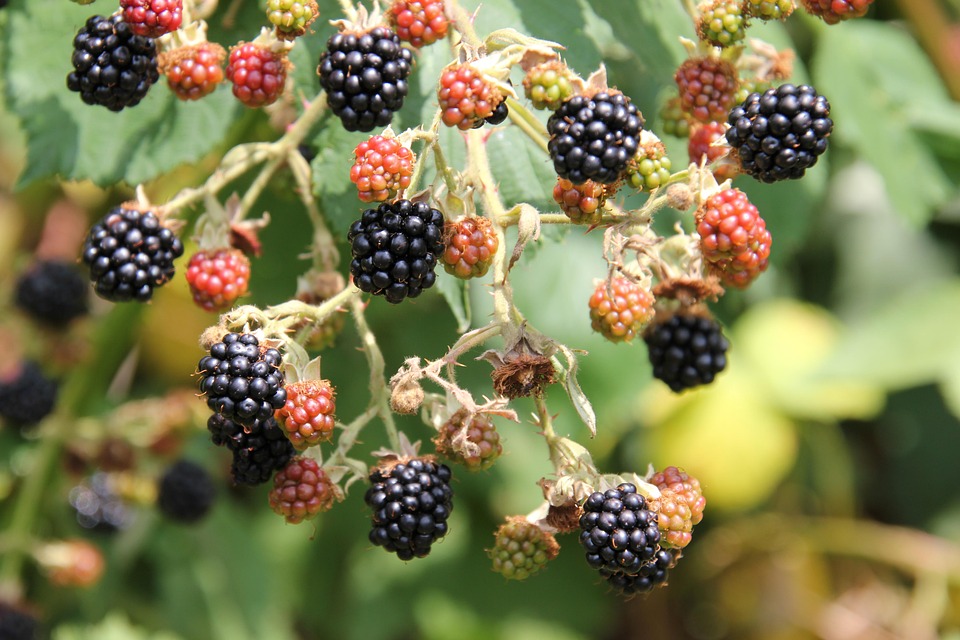 Blackberries Ripe - Free photo on Pixabay