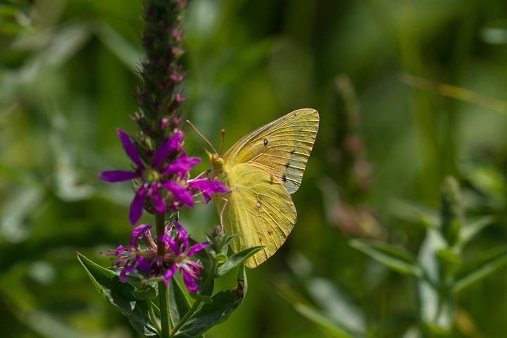 超过3 张关于 Cloudless Sulphur Butterfly 和 蝴蝶 的免费图片 Pixabay