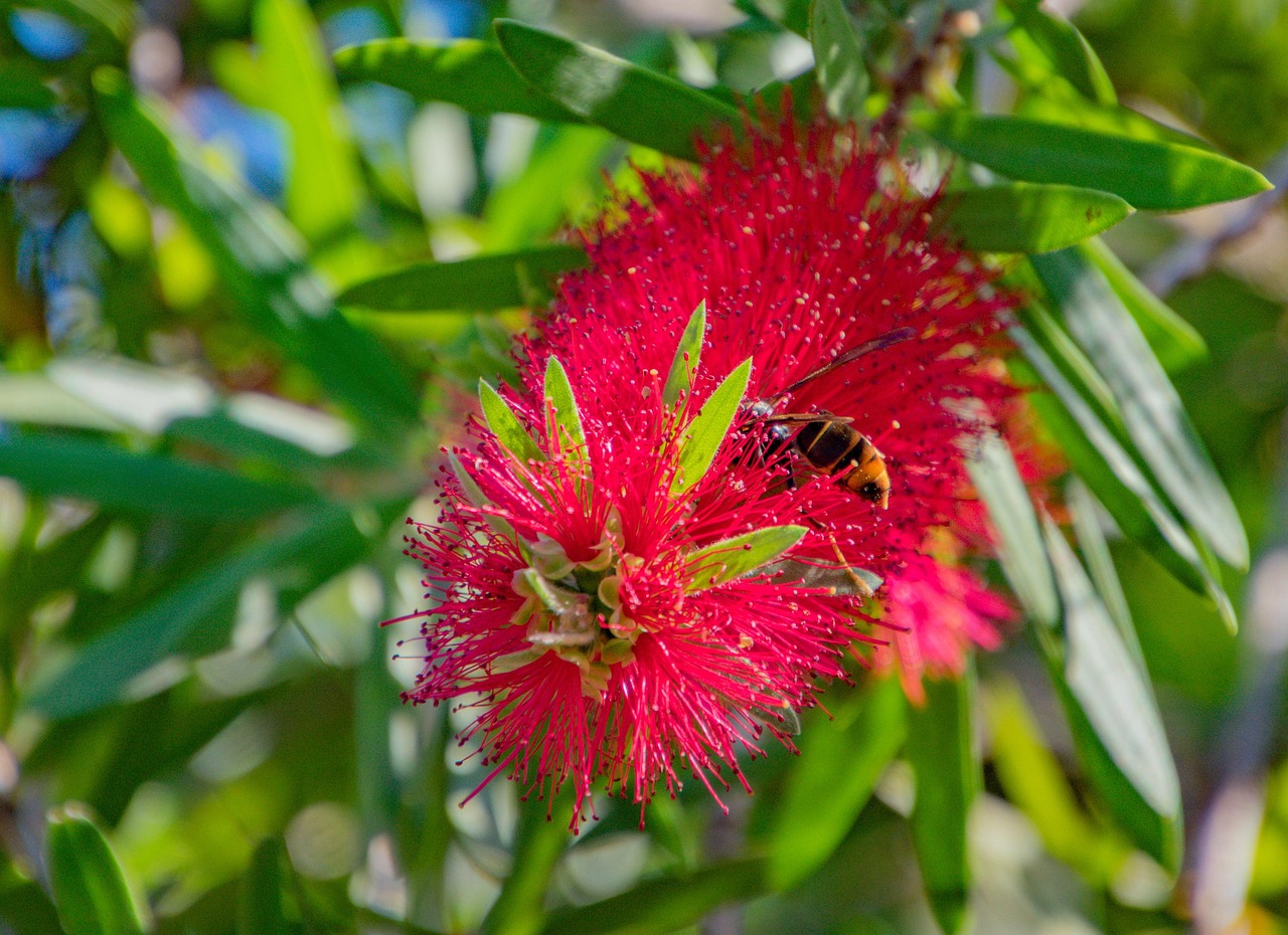 Pollinating Brushes Bottlebrush Insect Pollination - Free photo on Pixabay