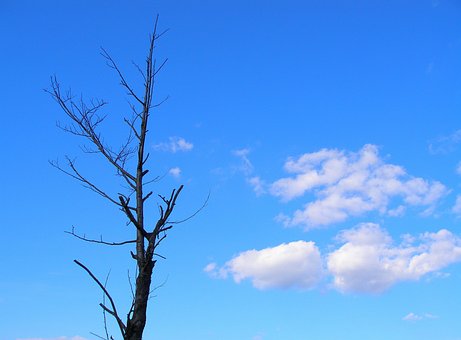 Himlen, Et Træ, Skyer, Blå, Udtørret