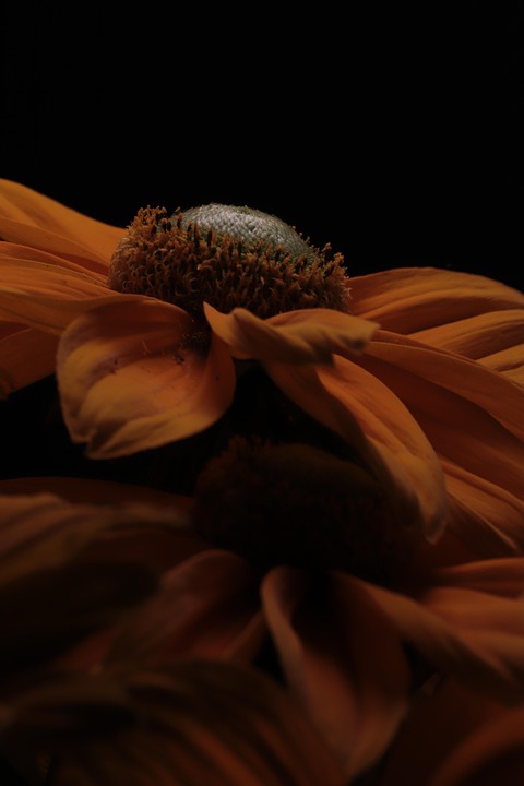 coneflower-7384324_960_720.jpg