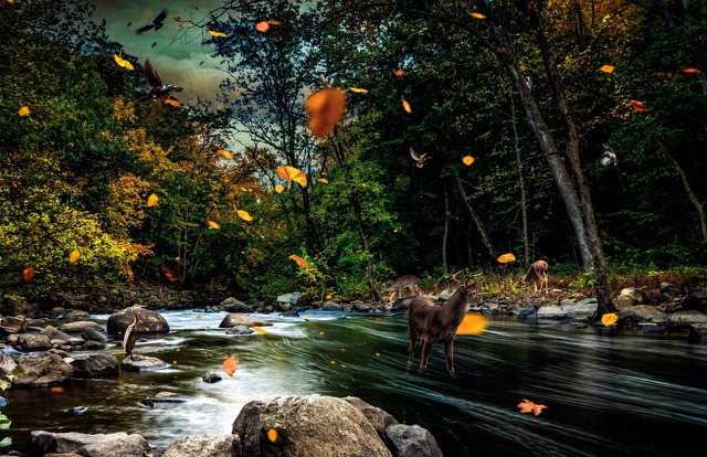 Herbst, Fluss, Wald, Bäume, Natur