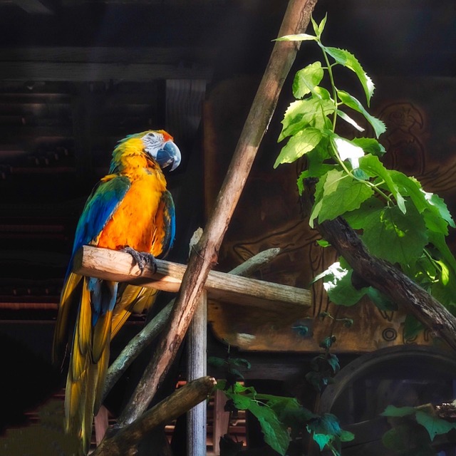 Vogel, Papegaai, Dierentuin, Wild Dier