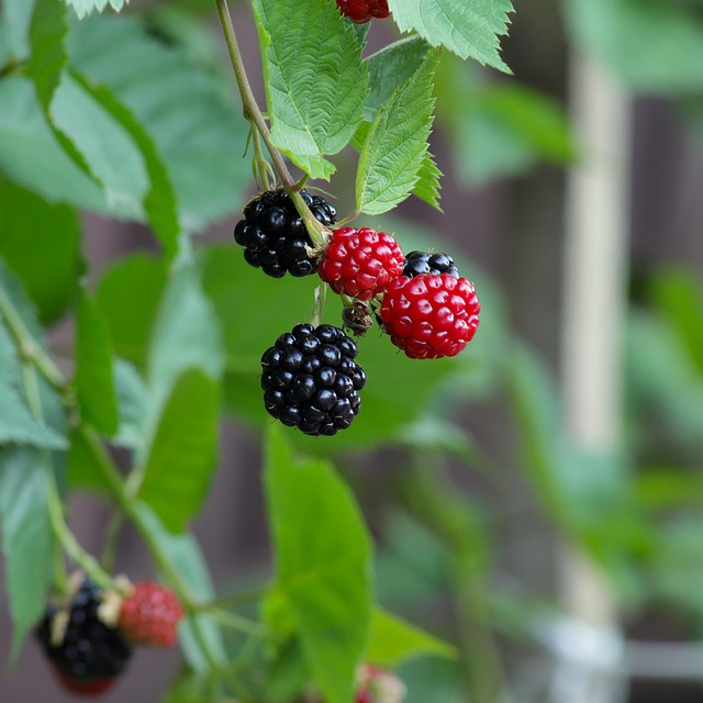 Blackberries Fruits Blackberry Free photo on Pixabay Pixabay