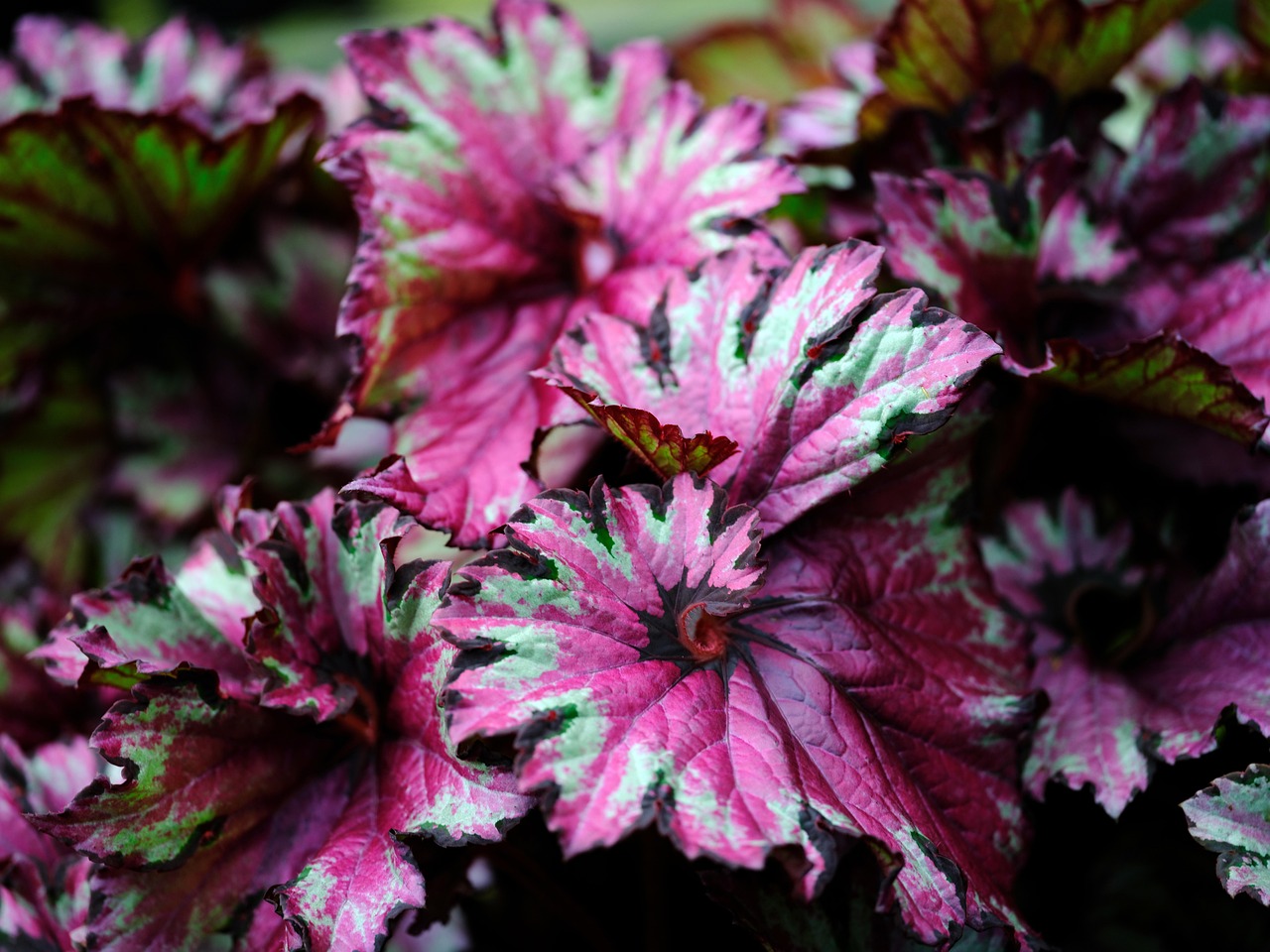 Sale De Begonia Planta Color - Foto gratis en Pixabay - Pixabay