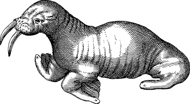 Free walrus animal line art illustration