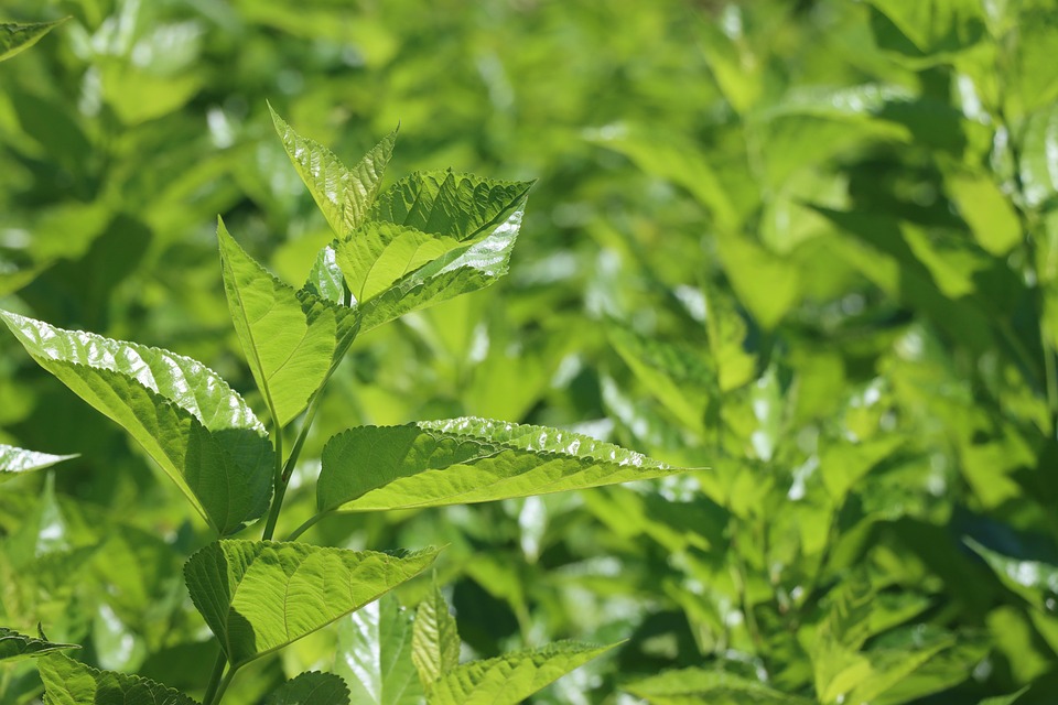 leaves-7384743_960_720.jpg