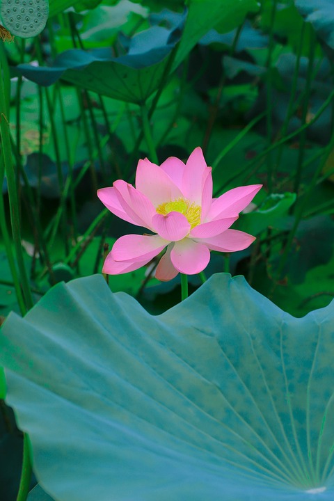 lotus-7384752_960_720.jpg