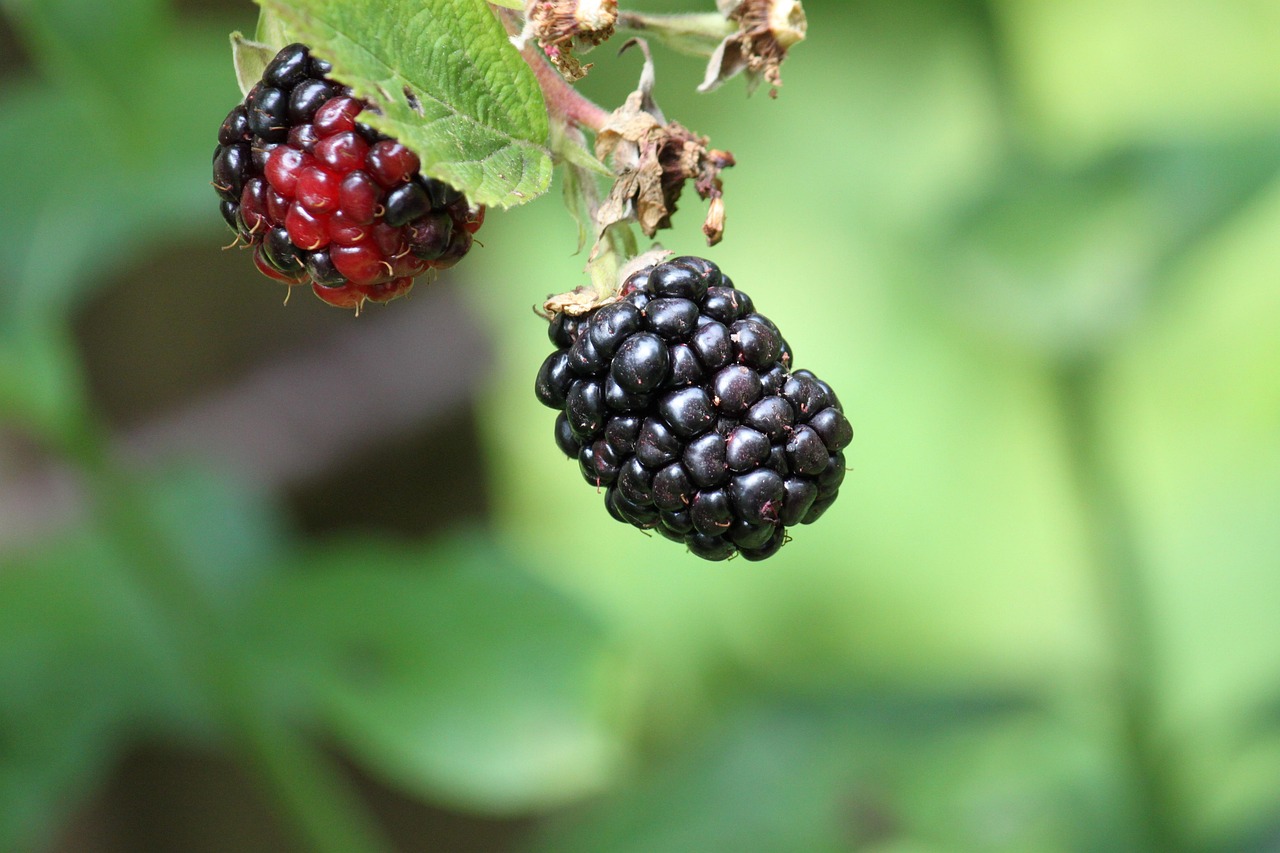 Blackberries Berries Fruits Free photo on Pixabay Pixabay