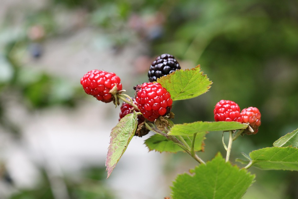 blackberry-7384826_960_720.jpg
