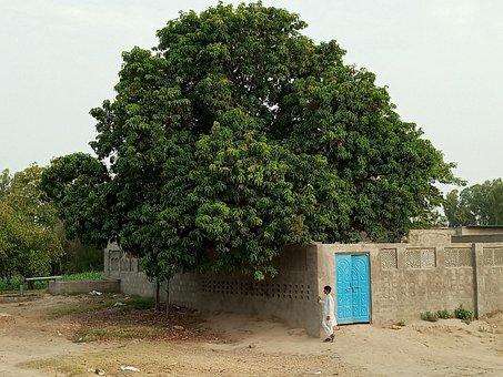 Pueblo, Pobre, Verde, Env, Árbol