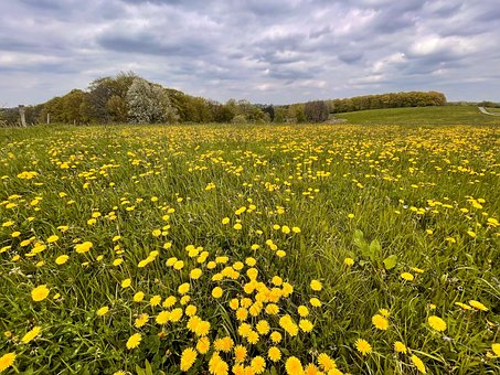 Free Flower Flower Meadow photo and picture