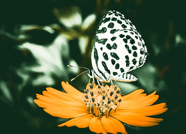 Free Butterfly Insect photo and picture