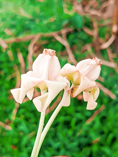 Free Nature Plant photo and picture