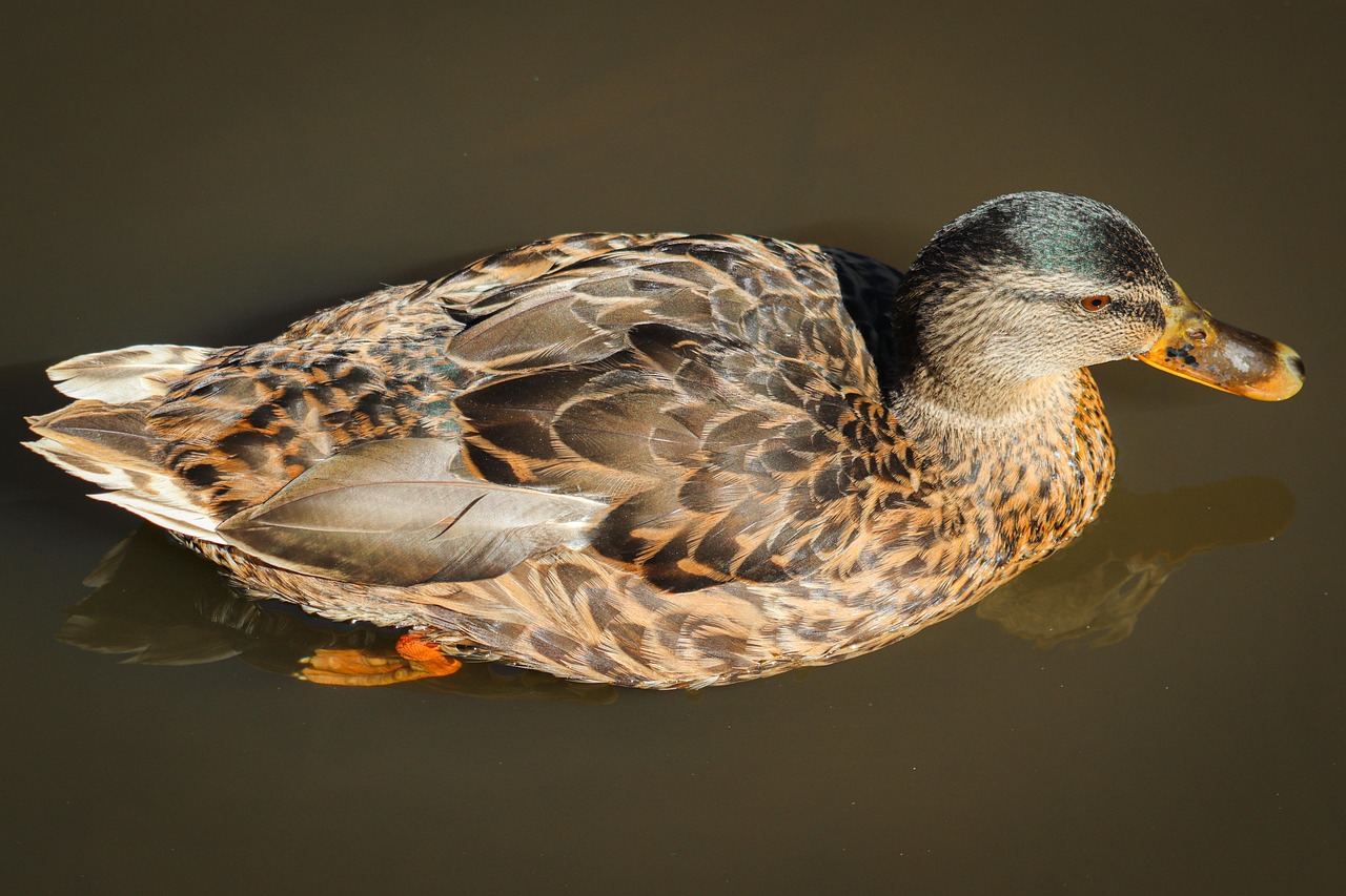 Duck Pond Plumage Free photo on Pixabay Pixabay