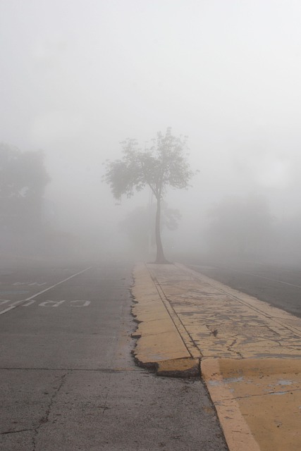 Free Fog Nature photo and picture