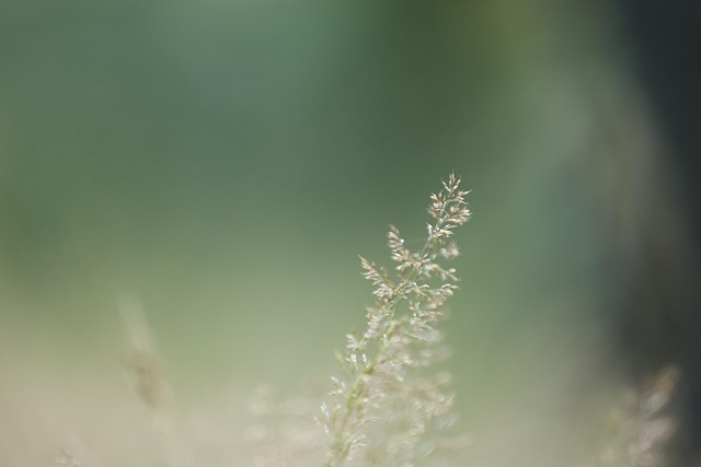 Bokeh De La Naturaleza, Paisaje, Flor