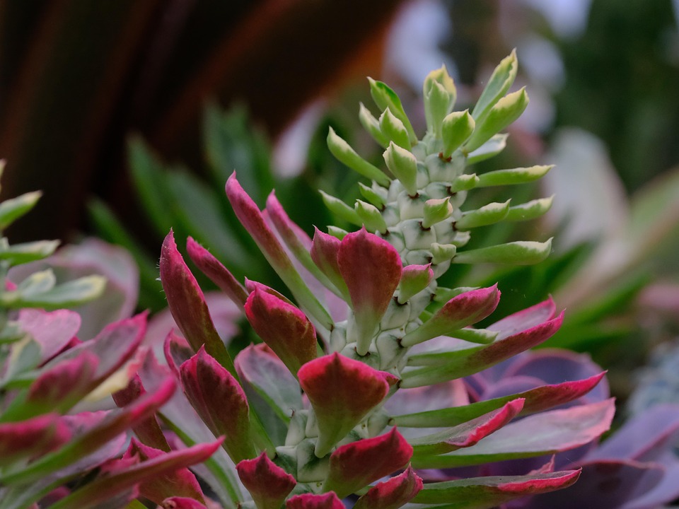 succulent-7385719_960_720.jpg