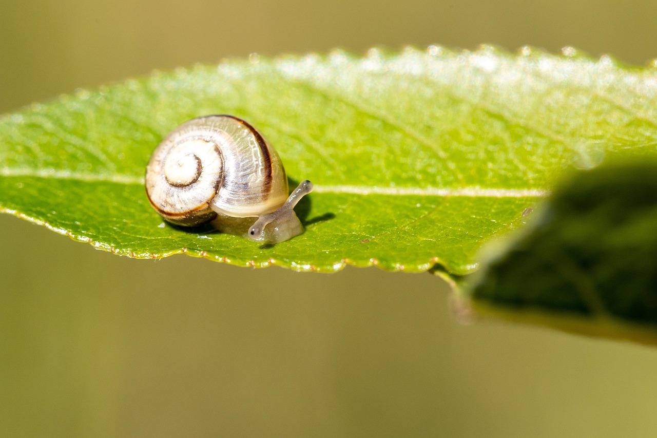 escargot-ralentir-mollusque-photo-gratuite-sur-pixabay-pixabay
