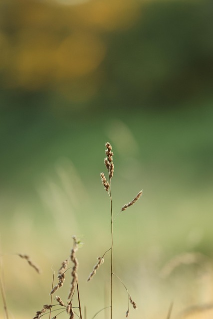 Flores, Pradera, Naturaleza