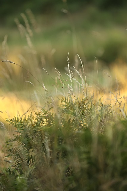Naturaleza, Paisaje, Flores, Bosque