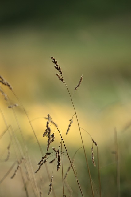 Hierba, Cañas, Plantas, Flora, Paisaje