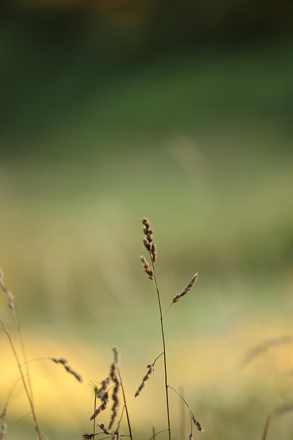 Naturaleza, Paisaje, Flores, Caída