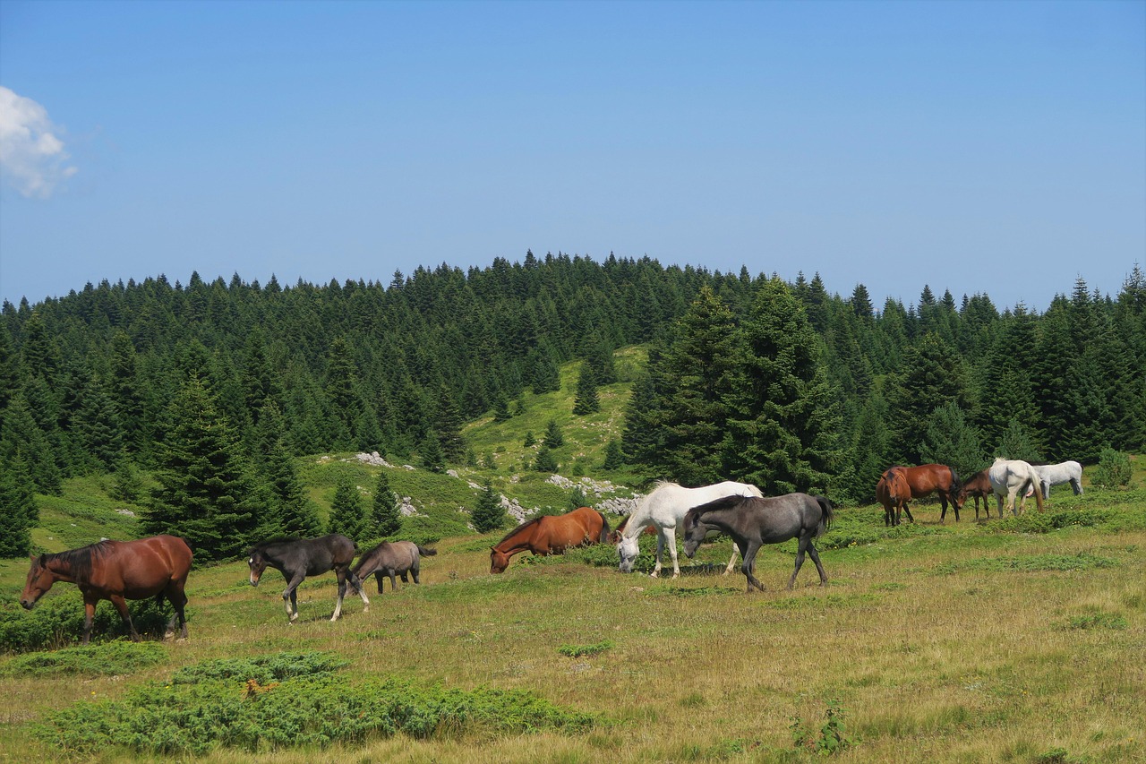 Horses - free online jigsaw puzzle photo
