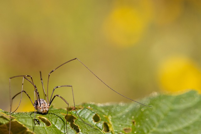 Insect Spider Entomology - Free photo on Pixabay