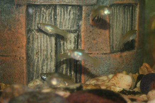 Free Guppies Fish photo and picture