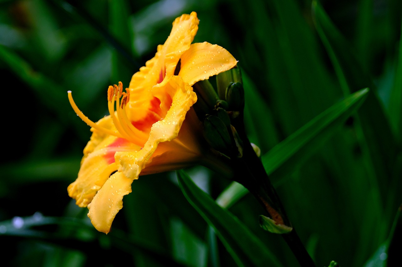 黄花菜 黄花 植物 - Pixabay上的免费照片 - Pixabay
