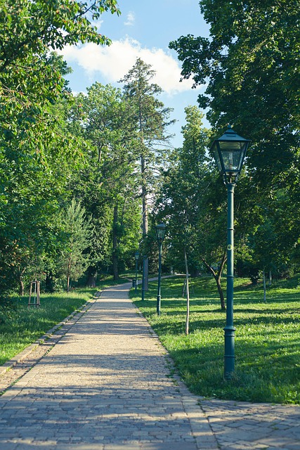 Free Road Trees photo and picture