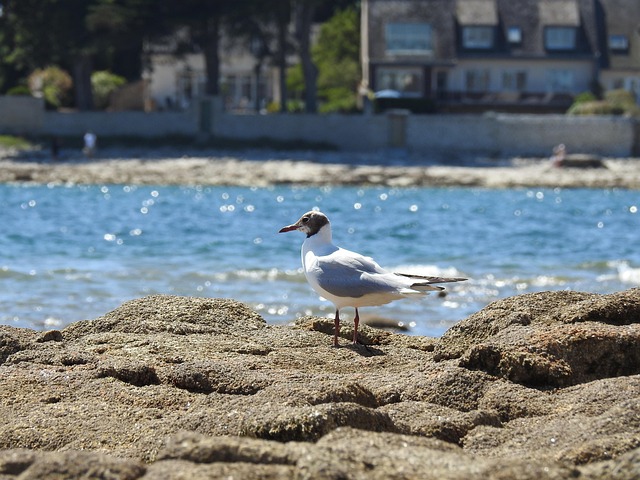 Free Seagull Rock photo and picture