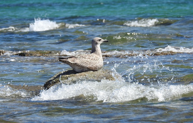 Free Young Gull Bird photo and picture