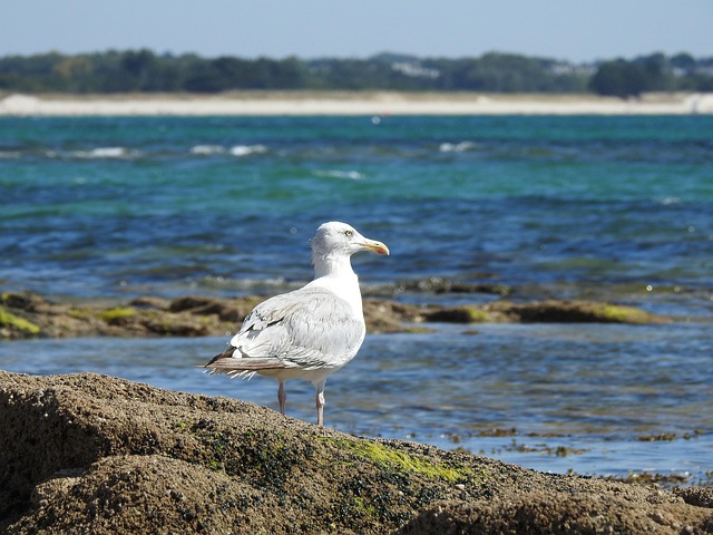 Free Seagull Bird photo and picture