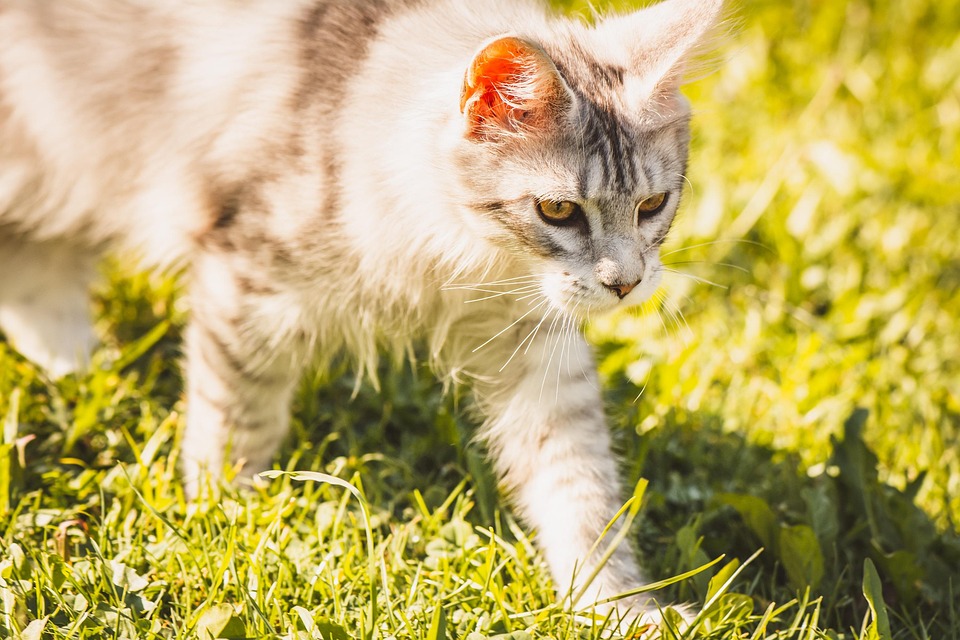 animal-7386408_960_720.jpg
