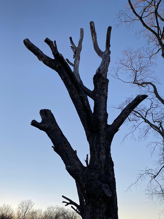 Dead Tree Shadows Dead Tree Silhouette - Free photo on Pixabay - Pixabay